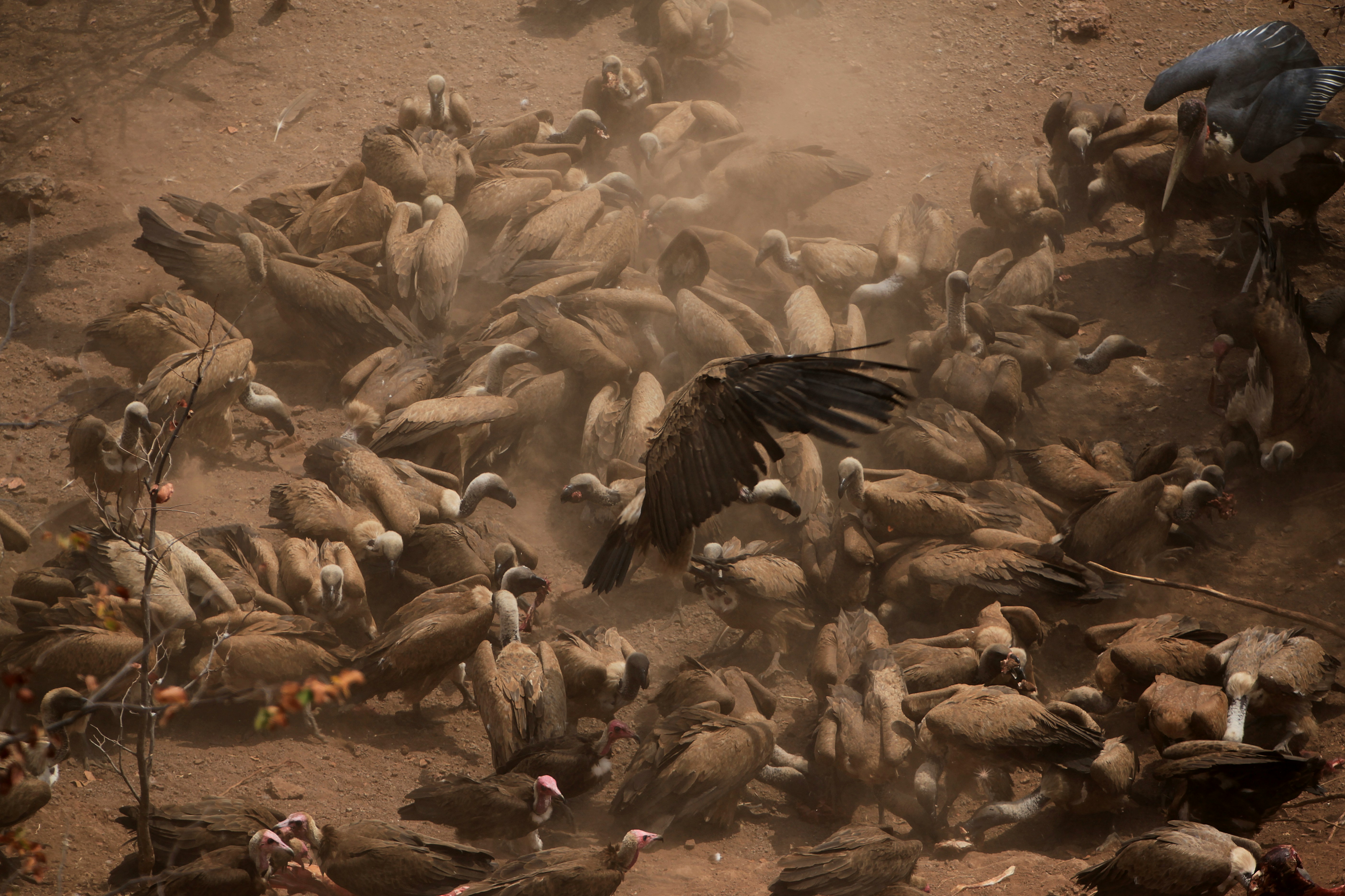 Scenic view of Zimbabwean Birds