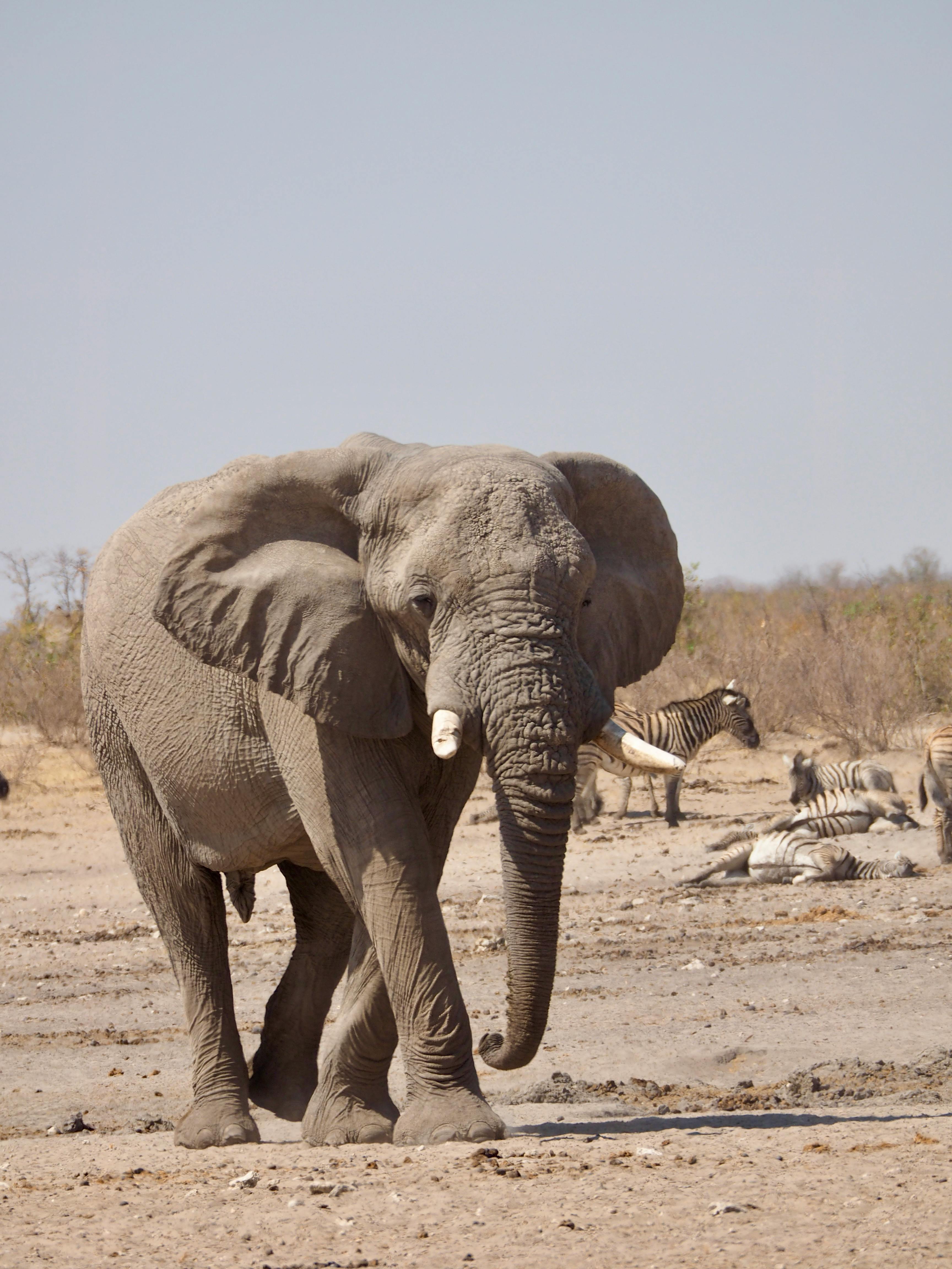 Hwange National Park